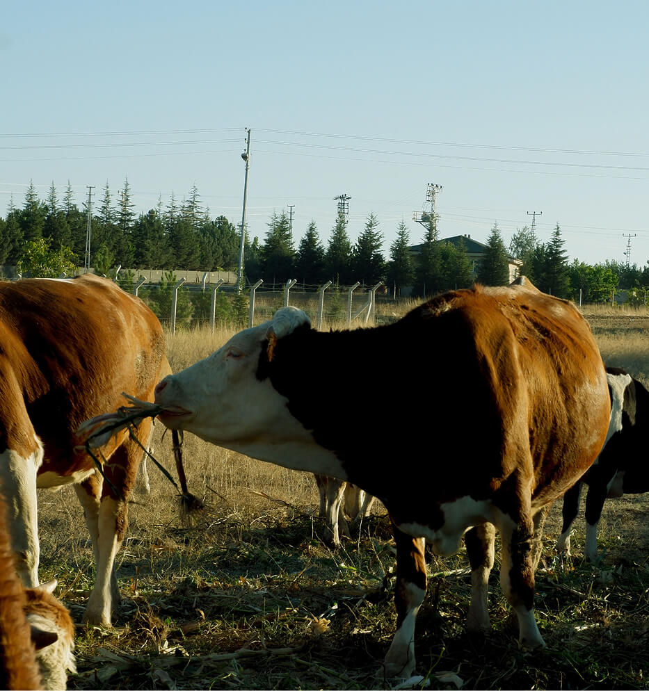 cows