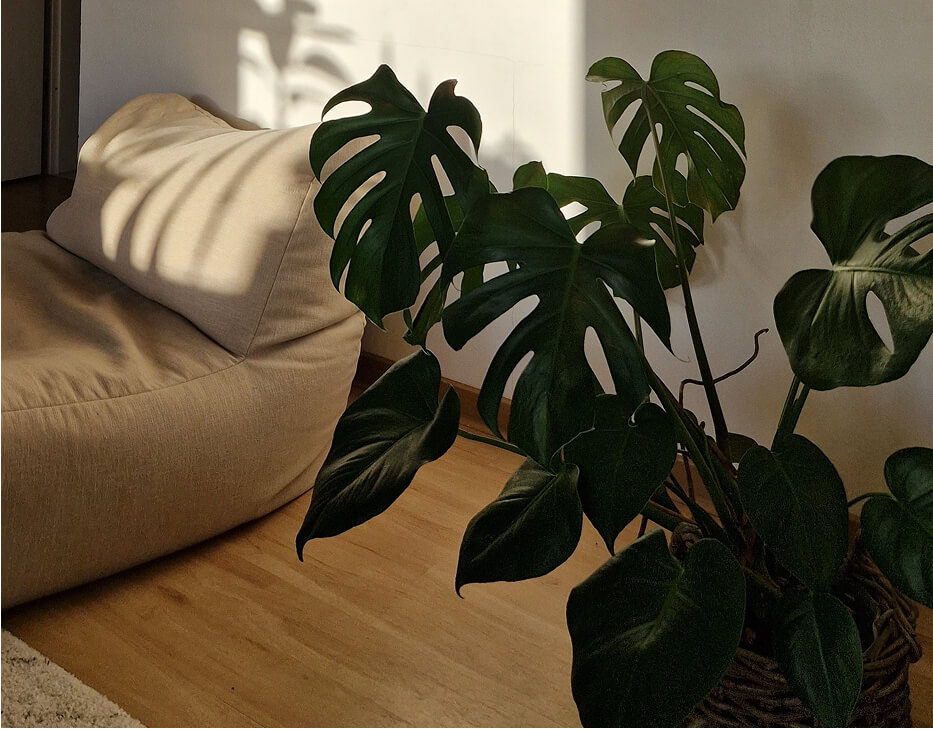 plant