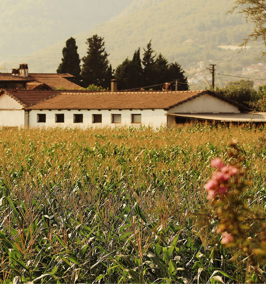 farmland
