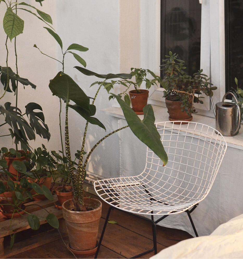 plant
