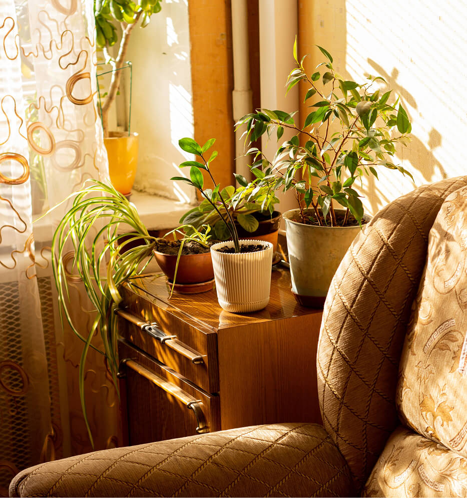 plant
